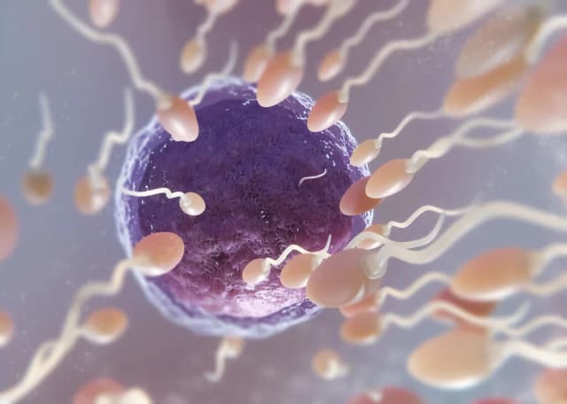 El esperma también envejece: los hombres mayores de 45 años tienen un 31% más de mutaciones genéticas que los menores de 30