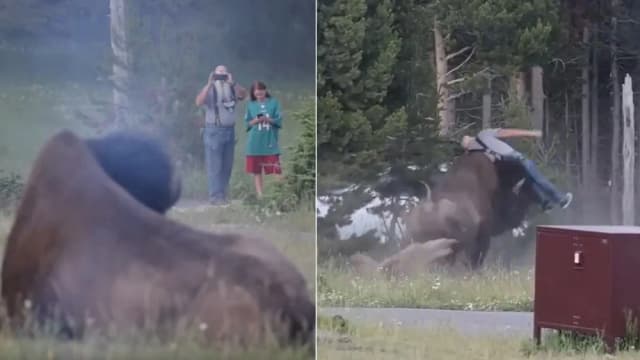 Video: un bisonte de 900 kilos embistió a un hombre y lo lanzó por el aire