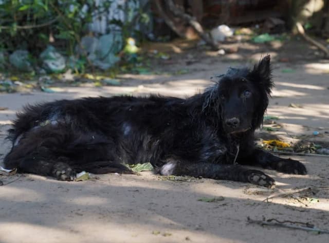Barrio 17 de agosto: el Municipio asistió a un perro en mal estado
