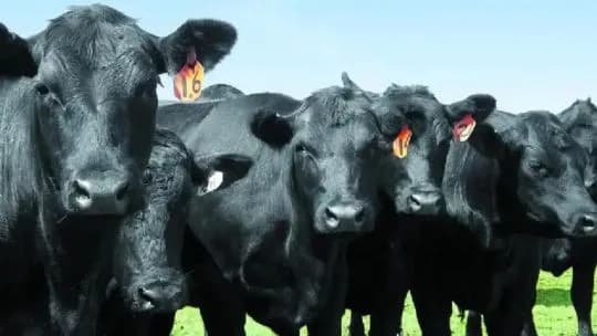 Expo Rural 2026: qué se espera de los anuncios del Gobierno para el campo