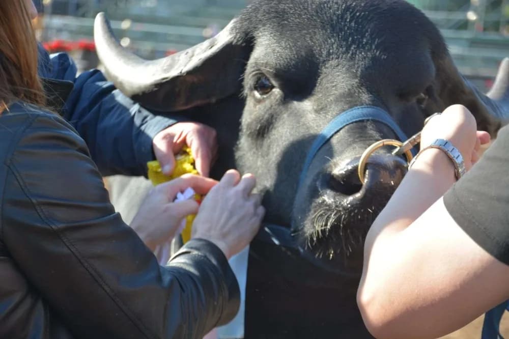 Corrientes lidera ampliamente la producción de búfalos en el país