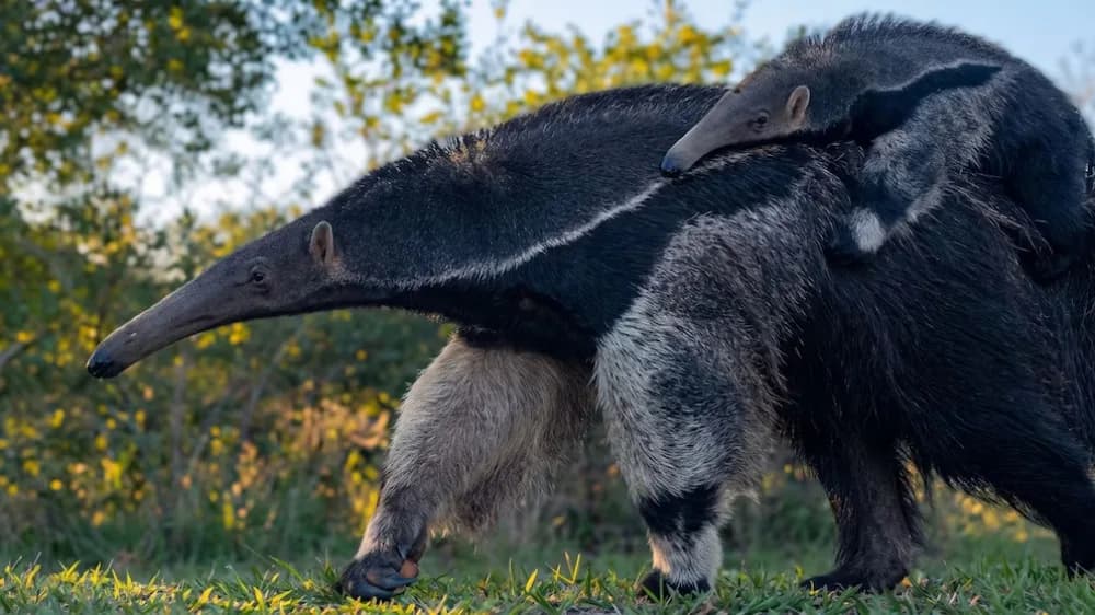 El tierno video de un oso hormiguero con su cría en su lomo en el Parque Nacional Iberá