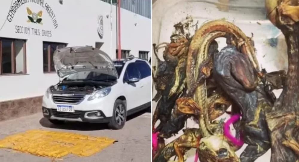 Cayó la banda de la magia negra: hacían brujería para proteger cocaína