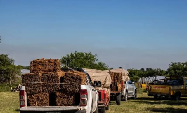 Tabacaleros correntinos recibirán el sobreprecio por el tabaco acopiado