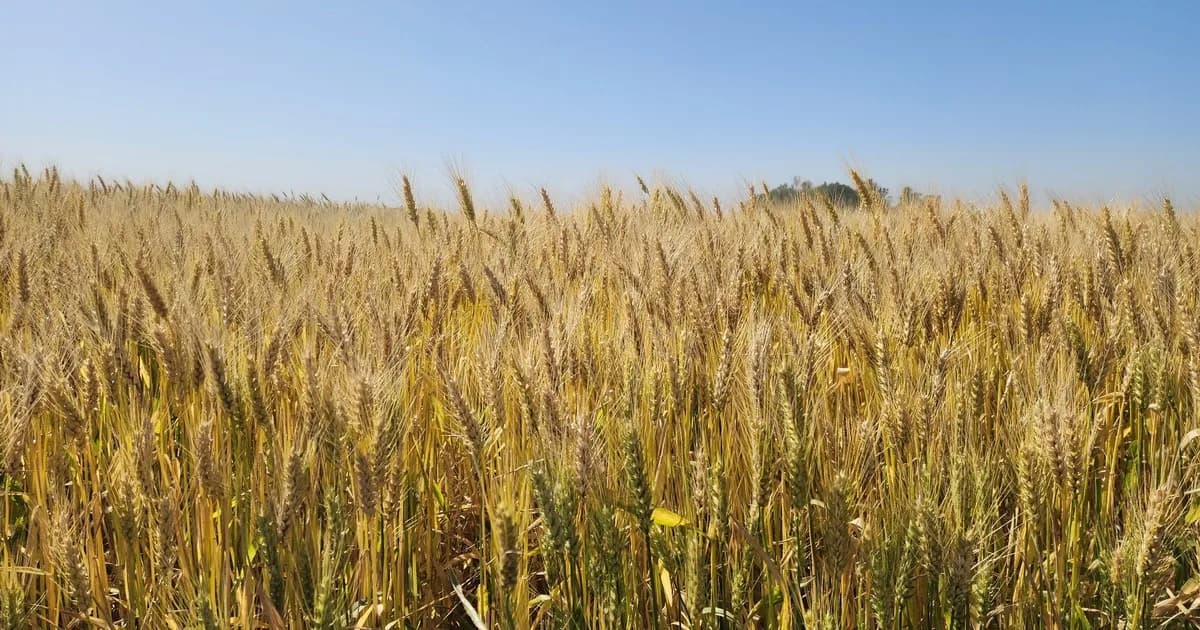 La guerra entre Rusia y Ucrania impulsa el precio internacional del trigo, que se mantiene en su nivel más alto de los últimos dos años