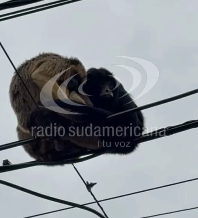 Una familia de monos carayá sorprendió en la Facultad de Veterinaria