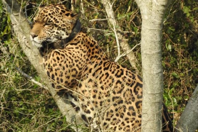 Iberá: la yaguareté que terminó en un árbol rodeado de pecaríes