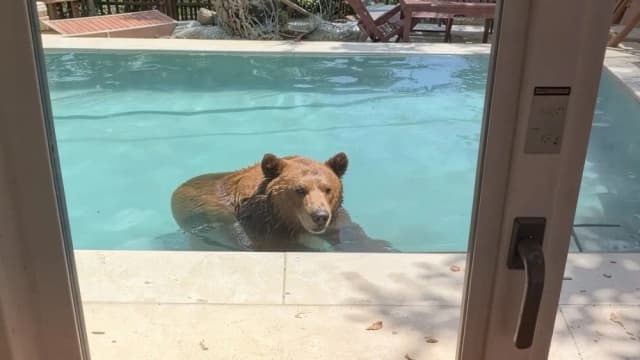 Video: un oso se adueñó de una piscina por el intenso calor