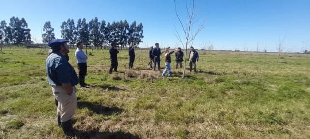 La nuez pecán gana terreno en el sur correntino con más de 250 hectáreas implantadas