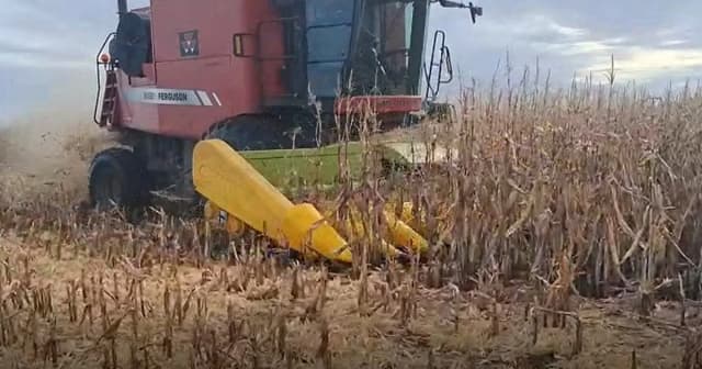 “Desesperación por cosechar”: en sólo 4 días se trillaron 70.000 hectáreas de maíz, antes de la vuelta de las lluvias