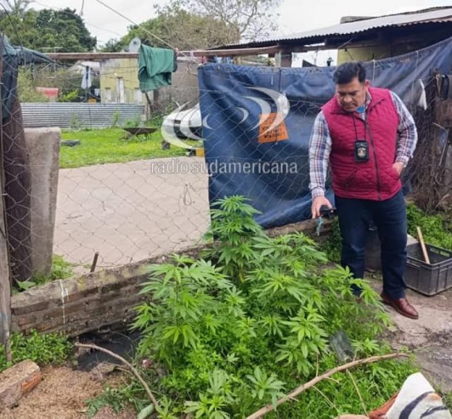 Allanaron una vivienda y secuestraron 32 plantas de marihuana