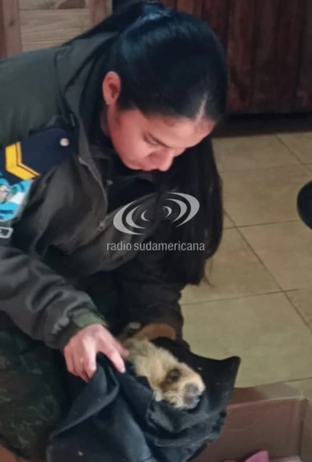Rescataron a un pequeño carayá que había caído al suelo en una zona rural