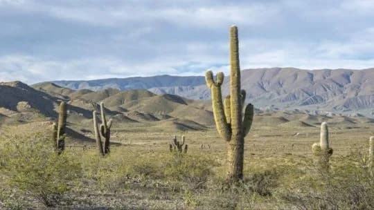 El Parque Nacional Los Cardones deslumbra con sus cactus gigantes en los Valles Calchaquíes