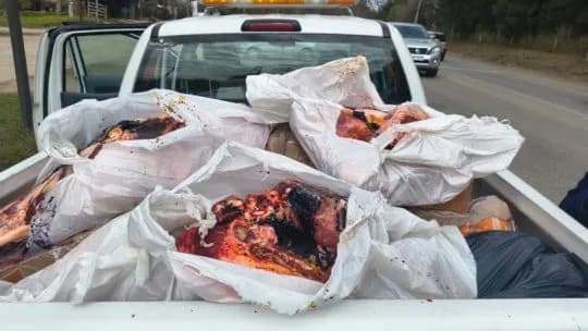 Operativo en Mendiolaza: secuestraron 370 kilos de carne clandestina