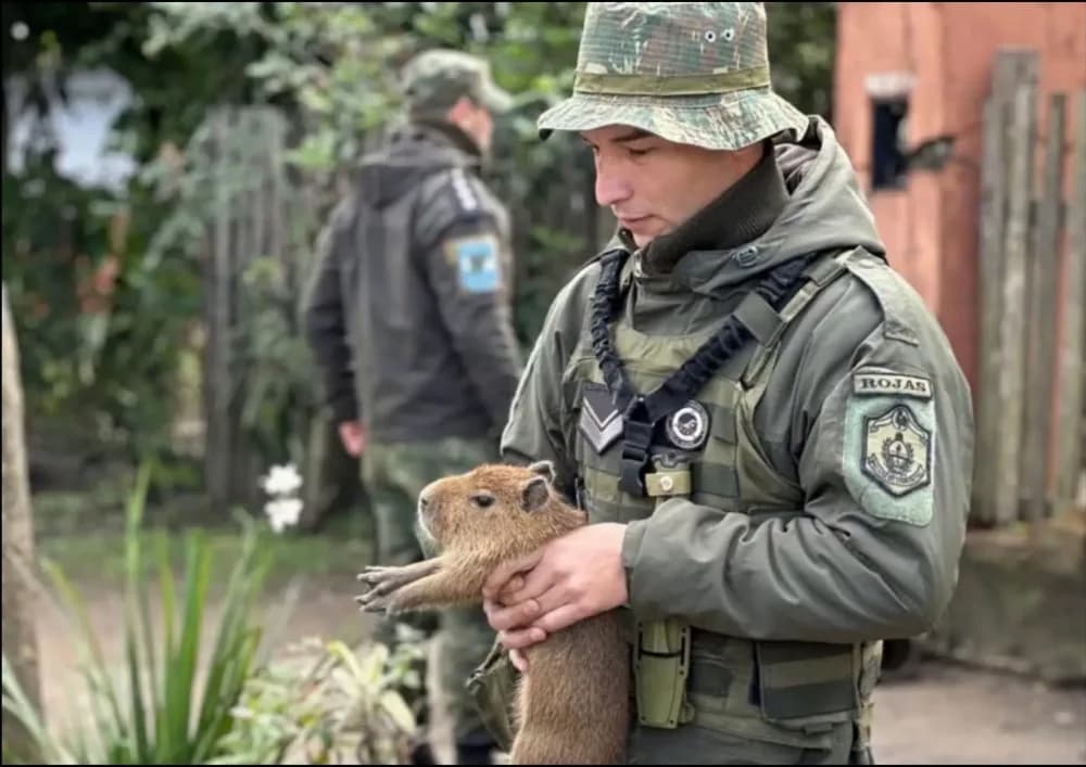 Ituzaingó: rescataron a un carpincho que tenían como mascota
