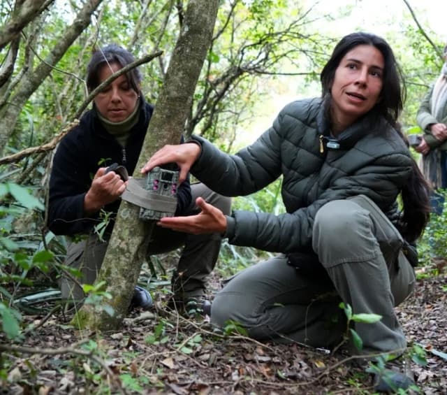 Suman cámaras para monitorear la faunaen la Reserva Santa Catalina