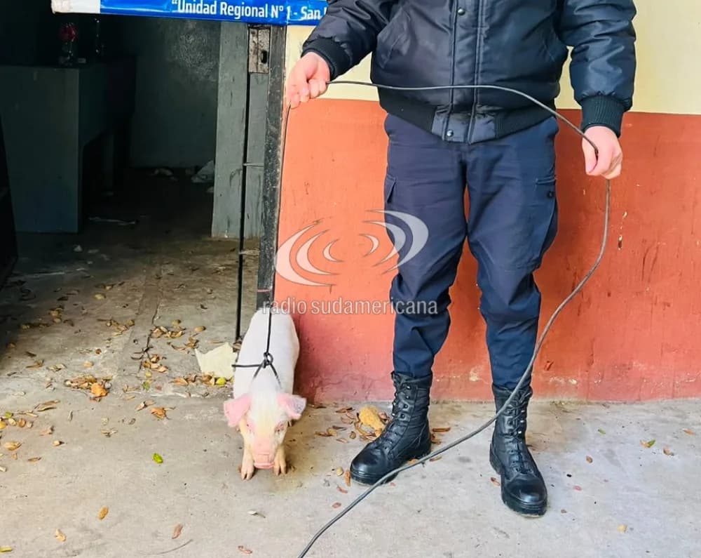 La Policía encontró un chanchito que se había perdido y lo devolvió a su dueño