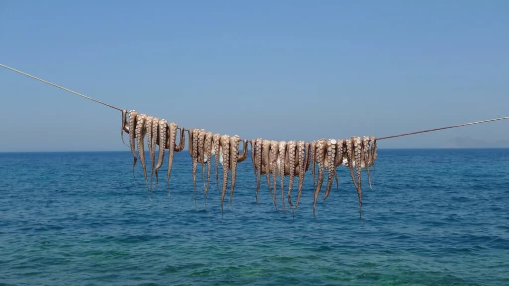 Reino Unido está viviendo una invasión sin precedentes: en seis meses han capturado más pulpos que toda la flota gallega en dos años