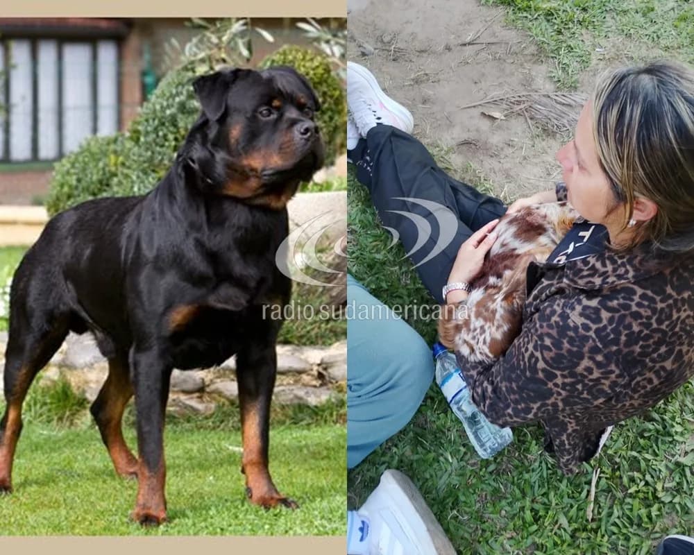 Rottweiler mató a un salchicha: Nunca hubo denuncias, el perro no estaba suelto