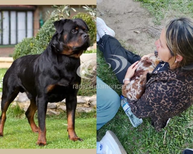 Rottweiler mató a un salchicha: Nunca hubo denuncias, el perro no estaba suelto
