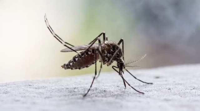 Piden reforzar la prevención en el norte argentino ante posible brote de dengue