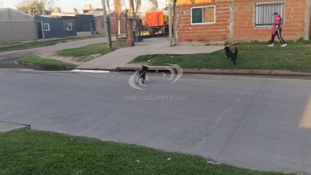 Portada de video: Mujer denunció que fue atacada por los perros de una vecina
