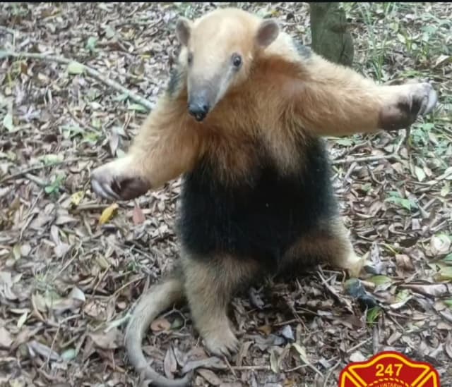 Saladas: rescataron a un oso melero que estaba en la Terminal