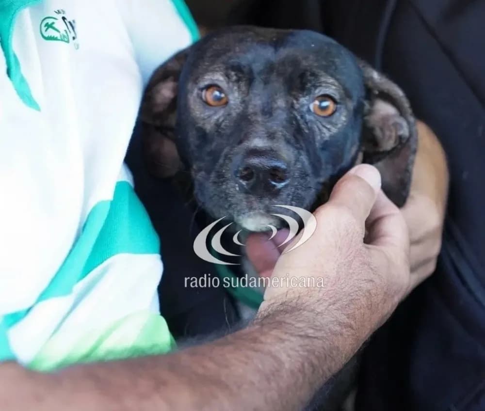 Caso Mohana: condenaron a 2 años de prisión a un hombre por zoofilia