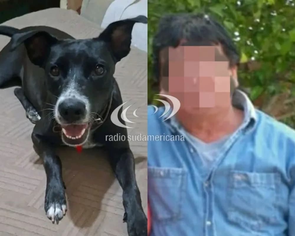 Caso Alita: elevan a juicio la causa por el abuso sexual a una perrita