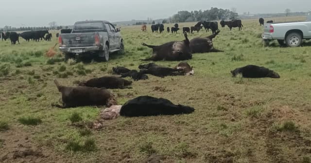 “No sé si voy a seguir con esto”: un productor denunció que le mataron 29 animales en dos noches y asegura que tendrá que dejar los campos que alquila