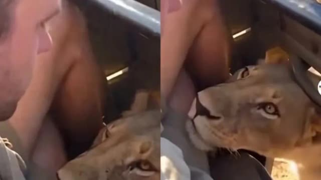 Una leona se acercó a centímetros de su cara en pleno safari y vivió un tenso momento