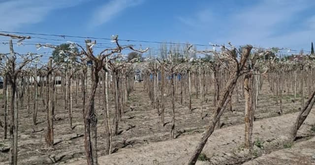 Las heladas le dieron un duro golpe a la principal actividad agropecuaria de una provincia y estiman pérdidas de hasta el 60% en la producción de una variedad clave