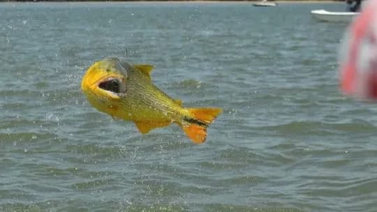 Corrientes levantó la veda extraordinaria de pesca en el río Paraná: qué cambia desde hoy