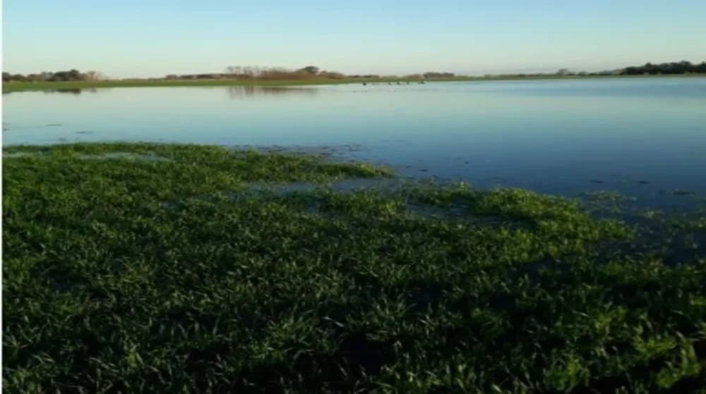 El Niño en el NEA: advierten sobre riesgos productivos y operativos para los cultivos
