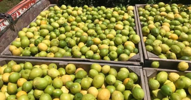 Advierten que se pierden US$ 20 millones por la imposibilidad de exportar cítricos a EE.UU.