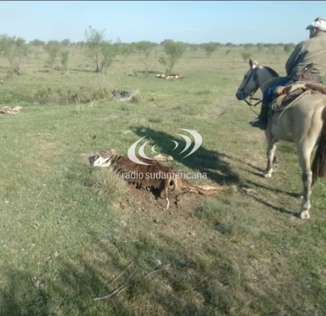 Denunció el robo de 140 vacas y hallaron más de 70 muertas