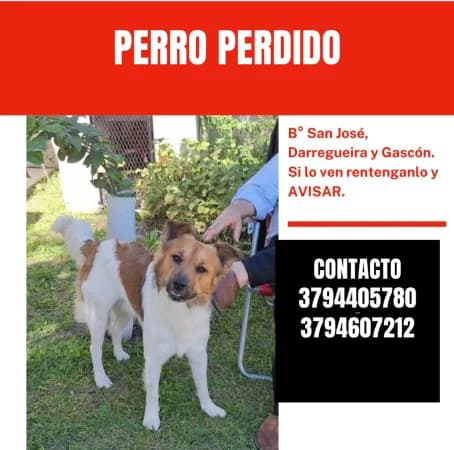 Buscan a "Jami" y ofrecen recompensa: el perrito se perdió en el barrio San José