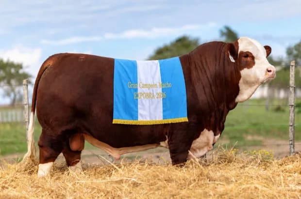 Un toro Braford de Corrientes se consagró Gran Campeón Macho en Expo BRA