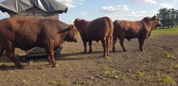 Bonsmara: la raza sudafricana que se cría en Curuzú Cuatiá y busca transformar la ganadería provincial
