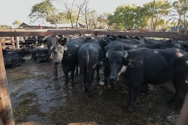 Crece el debate por la carne de búfalo en Corrientes: reclaman sincerar su comercialización