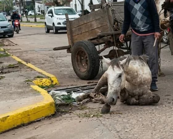 Corrientes: rescataron a tres caballos sometidos a maltrato mientras tiraban de un carro