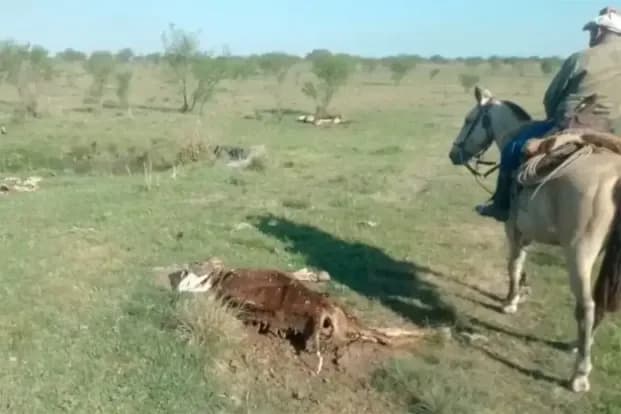 Giro en una investigación por 170 vacas faltantes: hallaron 78 animales muertos en un campo de Corrientes