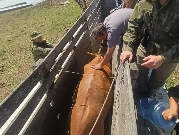 Recuperaron tres animales vacunos en un allanamiento por abigeato en Goya