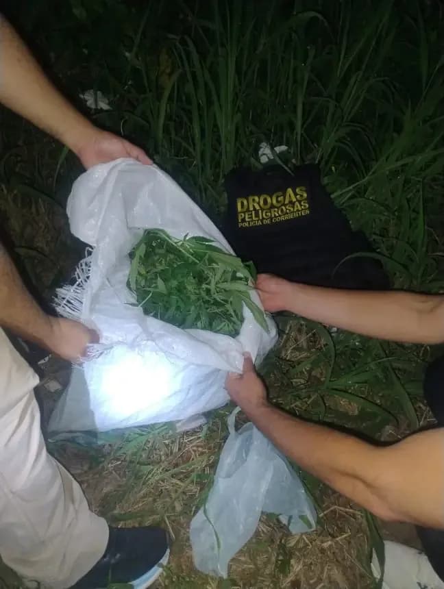 La Policía secuestró seis plantas de marihuana en la ribera del Paraná