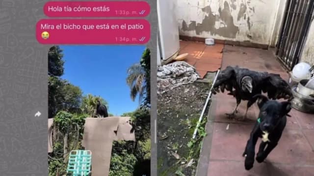Le hizo creer a su tía que un cuervo se llevó al perro y la broma se le fue de las manos