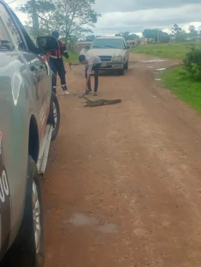 Tras la lluvia, bomberos rescataron a un yacaré en un barrio de Mercedes