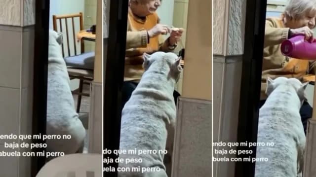 No podía hacer que su perro baje de peso, investigó y se llevó una tierna sorpresa