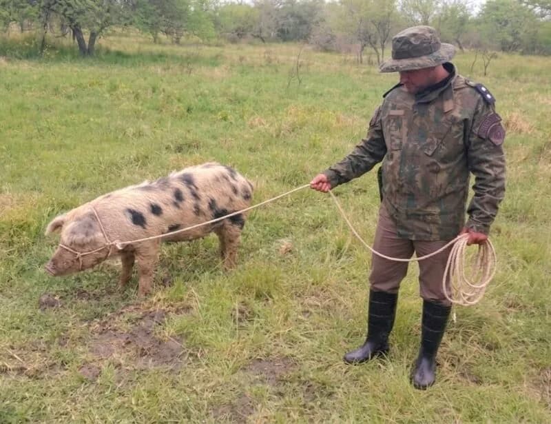 Allanaron una finca buscando una chancha robada y terminaron secuestrando de todo