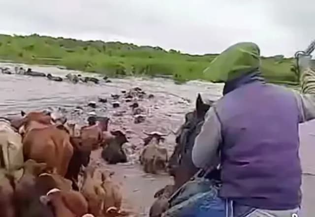 Ganaderos correntinos evacuan hacienda de las islas ante el avance del agua