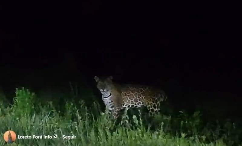 Ará Sunú y Kuarahy Catalino: los yaguaretés que recorren Loreto